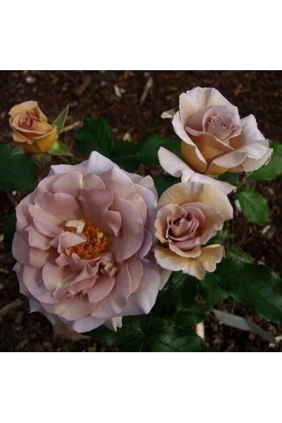 Троянда Стефан Руло - великі бутони класичної форми